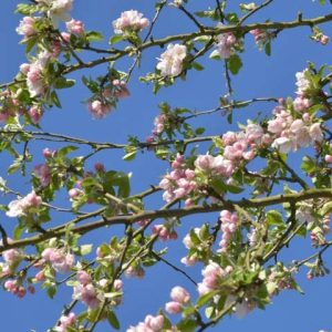Foto behang Appelbloesem Holland 7888